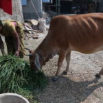 Cow Project